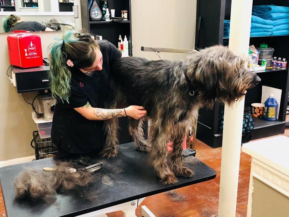 Dog haircut clearance salon near me